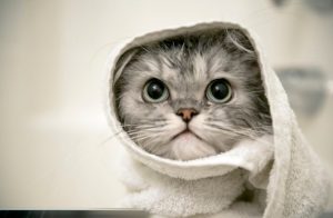 vco untuk kucing
