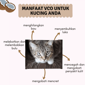 VCO untuk kucing