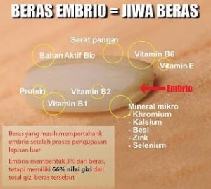 tentang beras coklat vs embrio