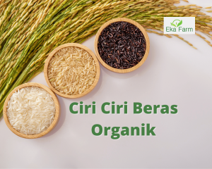 ciri ciri beras organik