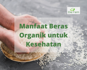 manfaat beras organik untuk kesehatan